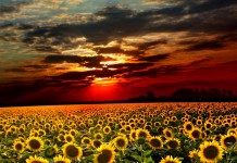 Aprendi muitas coisas na faculdade de medicina, mas a mortalidade não foi uma delas Aprendi muitas coisas na faculdade de medicina, mas a mortalidade não foi uma delas