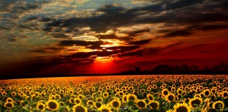 Aprendi muitas coisas na faculdade de medicina, mas a mortalidade não foi uma delas