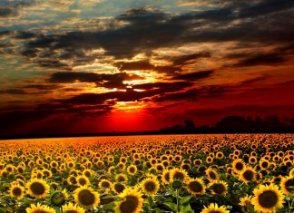 Aprendi muitas coisas na faculdade de medicina, mas a mortalidade não foi uma delas