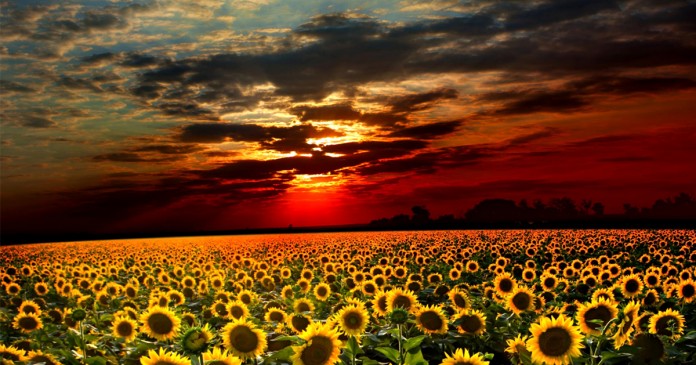 mortais, capa Aprendi muitas coisas na faculdade de medicina, mas a mortalidade não foi uma delas