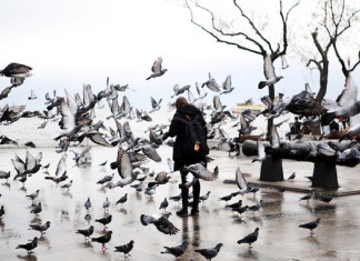 Semelhanças e direnças entre pombos e sonhos, no poema de Raimundo Correia