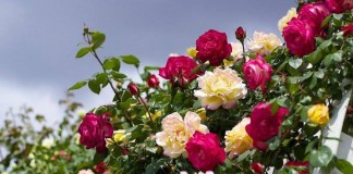 Primavera, uma crônica de Cecília Meireles