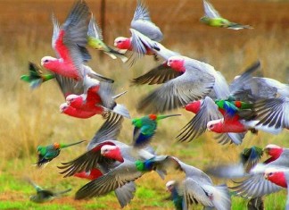 Decisão poética: Índia proibe encarceramento de pássaros