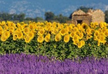 Sobre girassóis clandestinos e borboletas sem asas Sobre girassóis clandestinos e borboletas sem asas