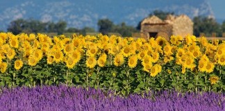 Sobre girassóis clandestinos e borboletas sem asas