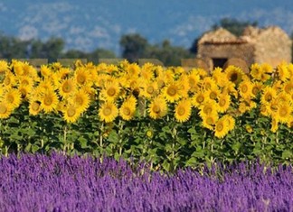 Sobre girassóis clandestinos e borboletas sem asas
