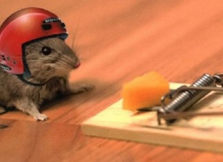 “O rato e a ratoeira” – uma fábula de Esopo