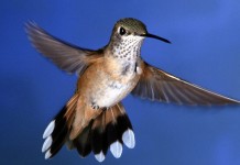 O domingo e os sentimentos sinceros O domingo e os sentimentos sinceros