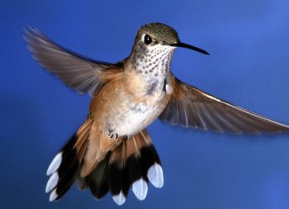 O domingo e os sentimentos sinceros