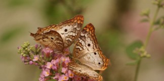 A busca da Felicidade ou do Sofrimento, Albert Camus A busca da Felicidade ou do Sofrimento, Albert Camus