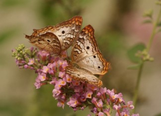 A busca da Felicidade ou do Sofrimento, Albert Camus