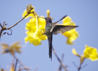 Filha de Rubem Alves relata que as cinzas do pai se fizeram seiva de um ipê amarelo