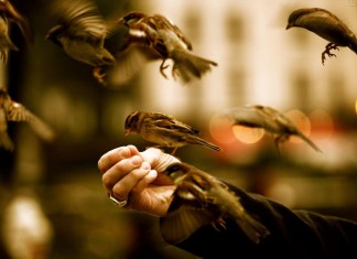 Porque não há como impedir o voo daquele que aprendeu a voar