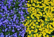 A diferença entre o ignorante e o arrogante