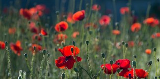 Ser grato é ter um pacto de reciprocidade com a vida Ser grato é ter um pacto de reciprocidade com a vida