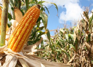 Oração do Milho, por Cora Coralina