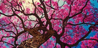 O verdadeiro sentido da vida é sempre nela encontrar um sentido.