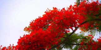 As Flores dos Flamboyants