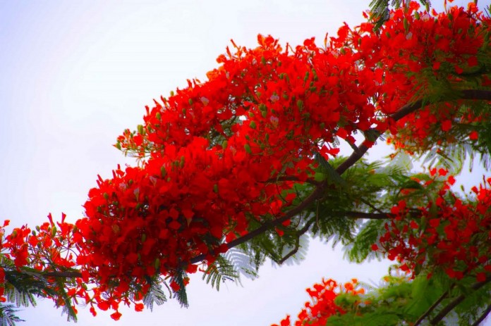 Flamboyant (1) As Flores dos Flamboyants