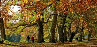 Na tentativa de crescermos, vamos perdendo nossos galhos