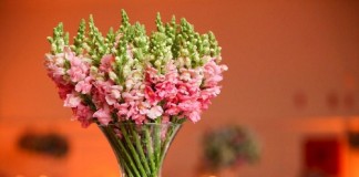 “Um encontro na penumbra”, por Marina Colasanti “Um encontro na penumbra”, por Marina Colasanti