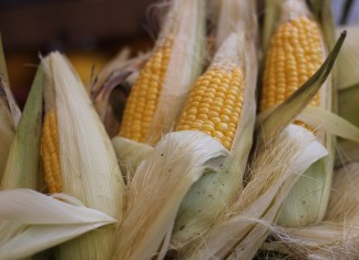 Poema do Milho- Cora Coralina
