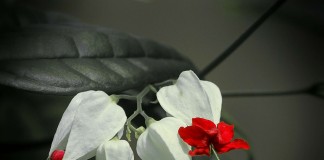 Deixe Sangrar Deixe Sangrar