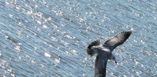 Para voar, tem que pegar impulso!