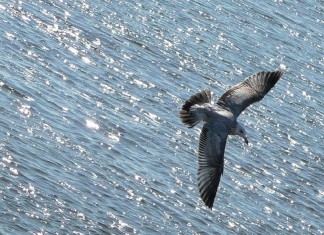 Para voar, tem que pegar impulso!