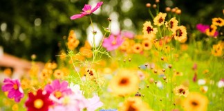 Perseverança Perseverança