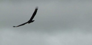 Podíamos ser todos urubus