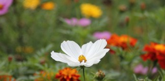 A inveja branca A inveja branca