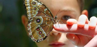 A transformação das crianças-lagarta A transformação das crianças-lagarta