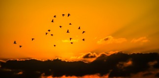 Antes duas mãos vazias e todos os pássaros voando Antes duas mãos vazias e todos os pássaros voando