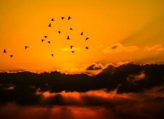 Antes duas mãos vazias e todos os pássaros voando