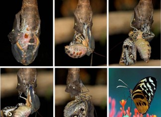 “Nossas grandes transições”, por Flávio Gikovate