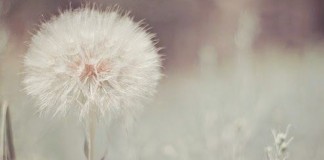 O valioso silêncio O valioso silêncio