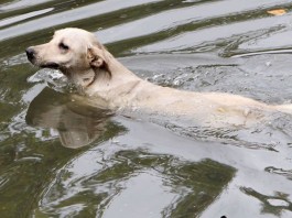 “Resgate do Jack”