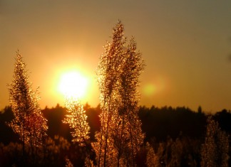 Oração a Ave Maria da Tardinha.