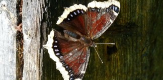 A Morte e a Vida das Coisas