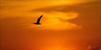 Fragmentos do livro “Fernão Capelo Gaivota”, de Richard Bach