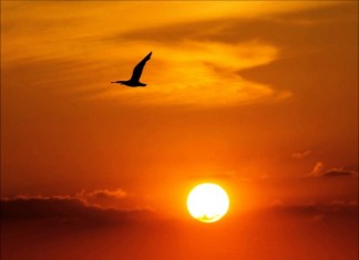 Fragmentos do livro “Fernão Capelo Gaivota”, de Richard Bach