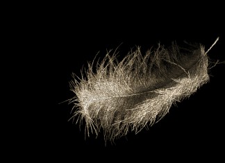 Essa imagem são milhares de corpos entrelaçados, você acredita?