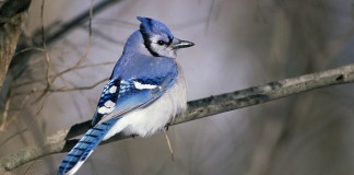 “Pássaro azul”, um poema de Cecília Meireles