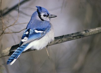 “Pássaro azul”, um poema de Cecília Meireles