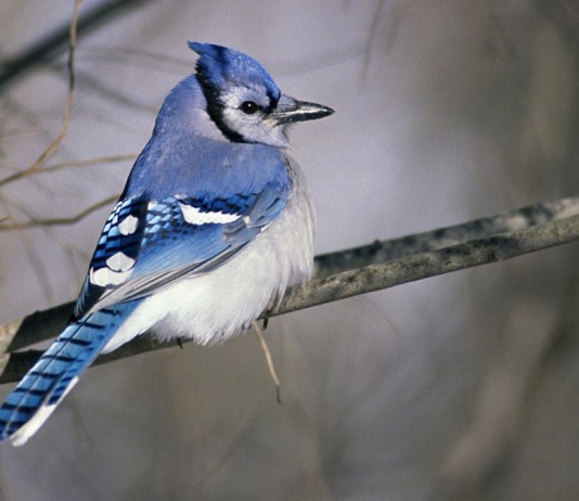 “Pássaro azul”, um poema de Cecília Meireles