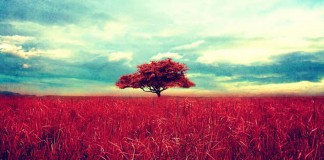 12 fatos psicológicos que todo mundo deveria saber