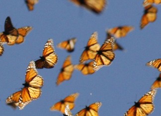 Temendo a travessia da vida? Inspire-se nas pequeninas borboletas!
