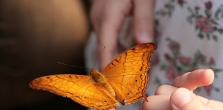 A tirania do hábito e a liberdade para as borboletas