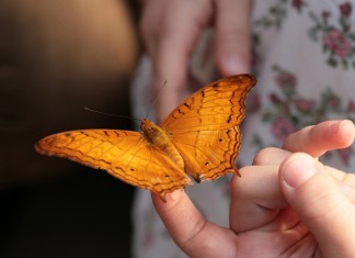 A tirania do hábito e a liberdade para as borboletas